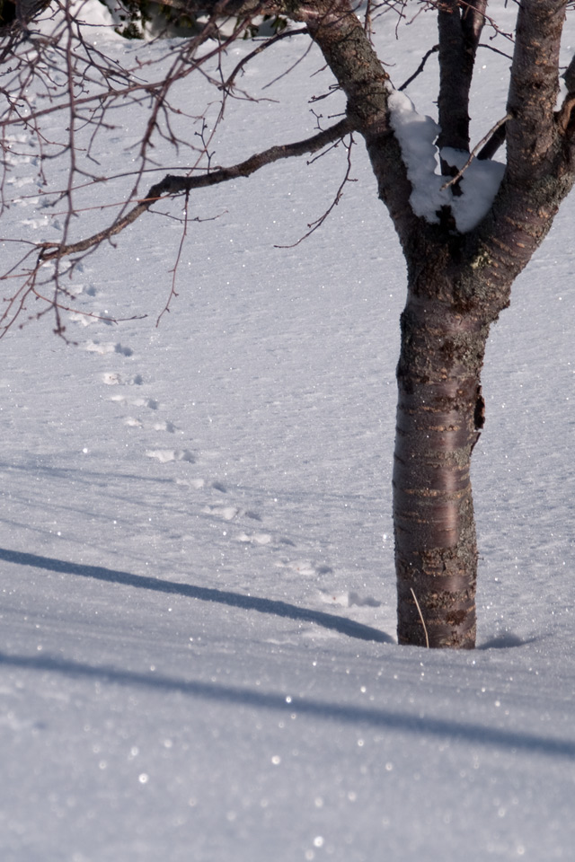 うさぎの足跡　雪景色　スマートフォン壁紙