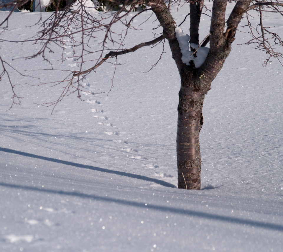 うさぎの足跡　雪景色　スマートフォン壁紙