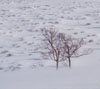 雪原の樹木　雪景色のスマートフォン壁紙