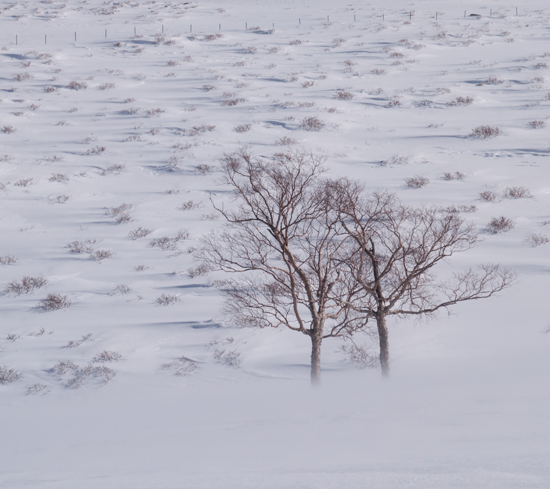 雪原の樹木　雪景色　スマートフォン壁紙
