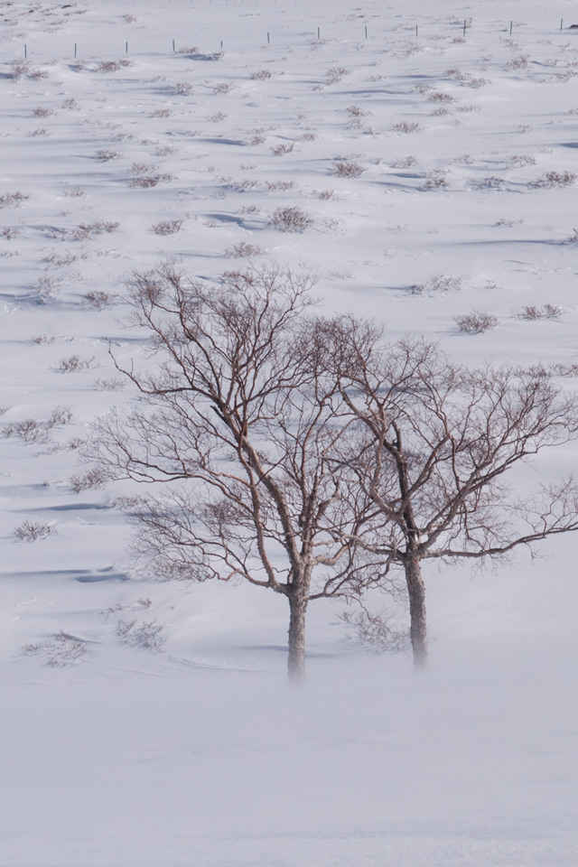 雪原の樹木　雪景色　スマートフォン壁紙