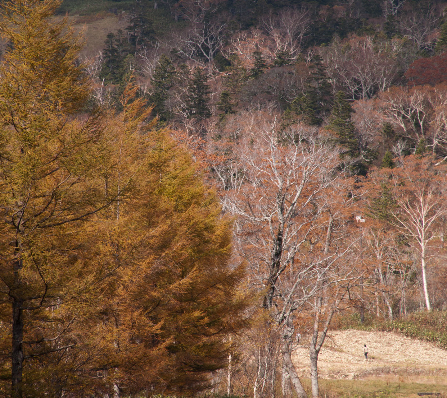 裏磐梯の紅葉　秋の景色　スマートフォン壁紙