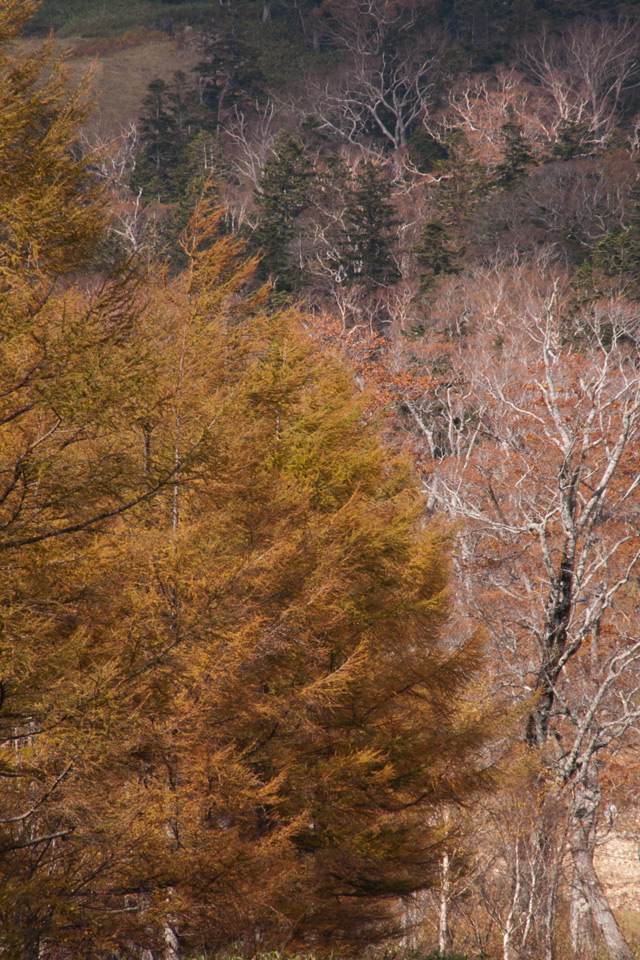 裏磐梯の紅葉　秋の景色　スマートフォン壁紙