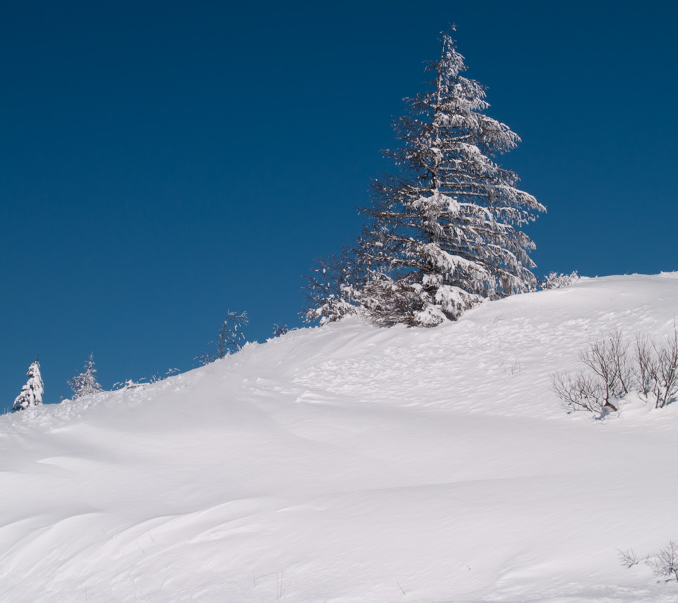 新雪の樹木　雪景色　スマートフォン壁紙
