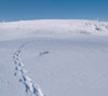雪原に１本の足跡　雪景色（美ヶ原）のスマホ待ち受け