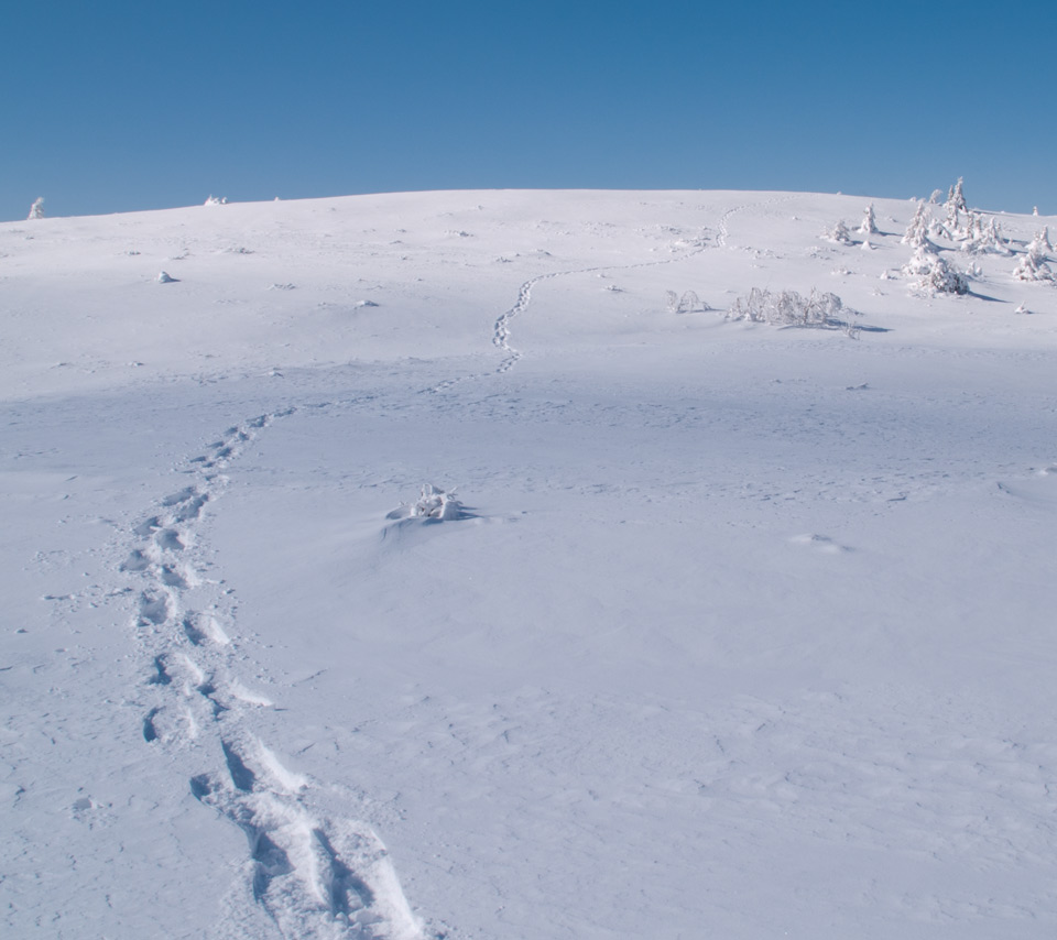 雪原に１本の足跡　雪景色（美ヶ原）　スマートフォン壁紙