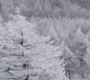 霧氷のカラマツ林　霧氷のスマホ待受け