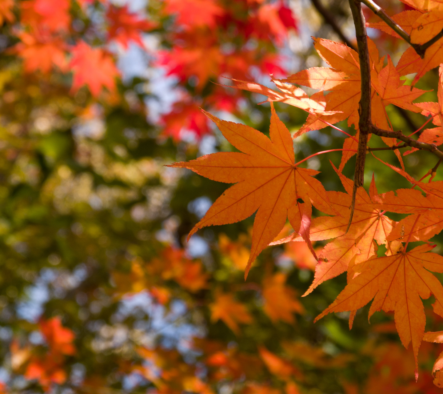 栃木県　奥日光　紅葉　スマートフォン壁紙