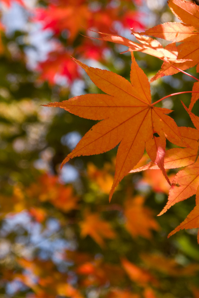 栃木県　奥日光　紅葉　スマートフォン壁紙