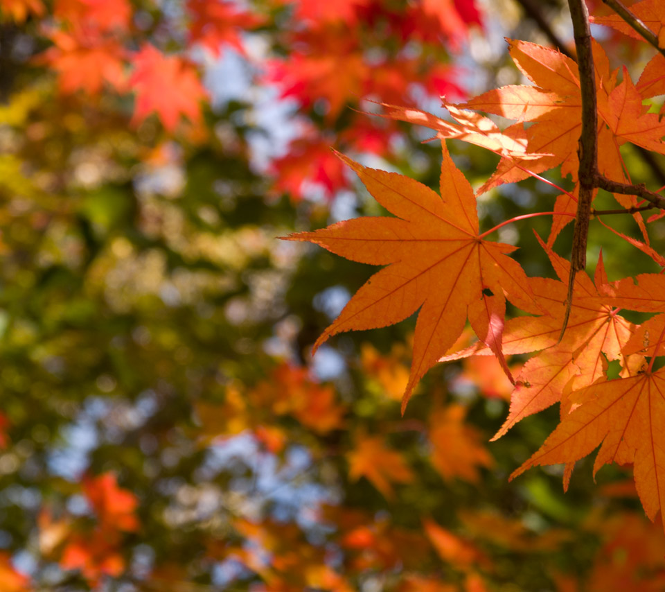 栃木県　奥日光　紅葉　スマートフォン壁紙