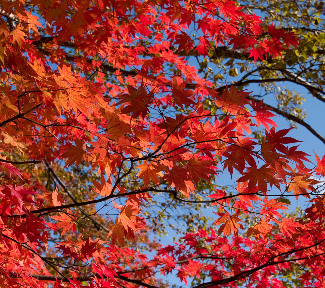 栃木県　奥日光　紅葉　スマートフォン壁紙