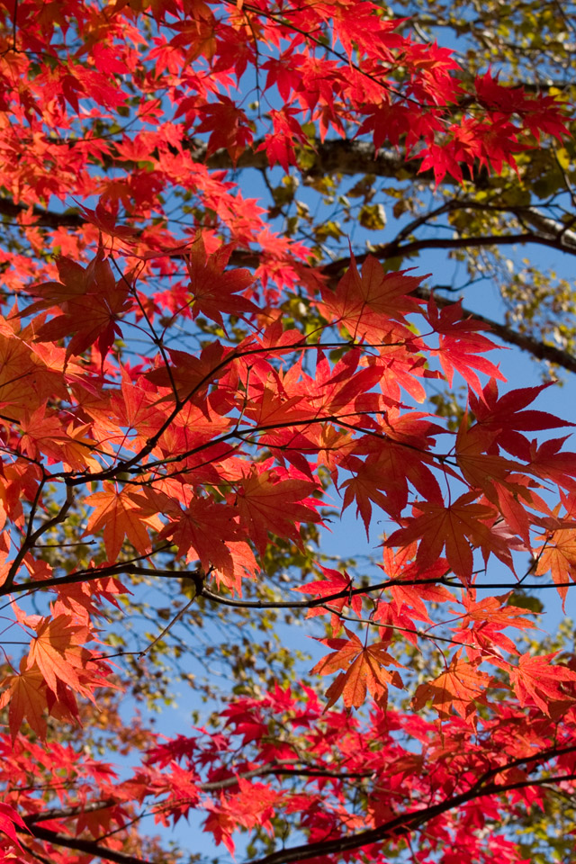 栃木県　奥日光　紅葉　スマートフォン壁紙