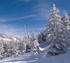 北八ヶ岳　縞枯山荘付近　雪景色（北八ヶ岳）のスマホ壁紙