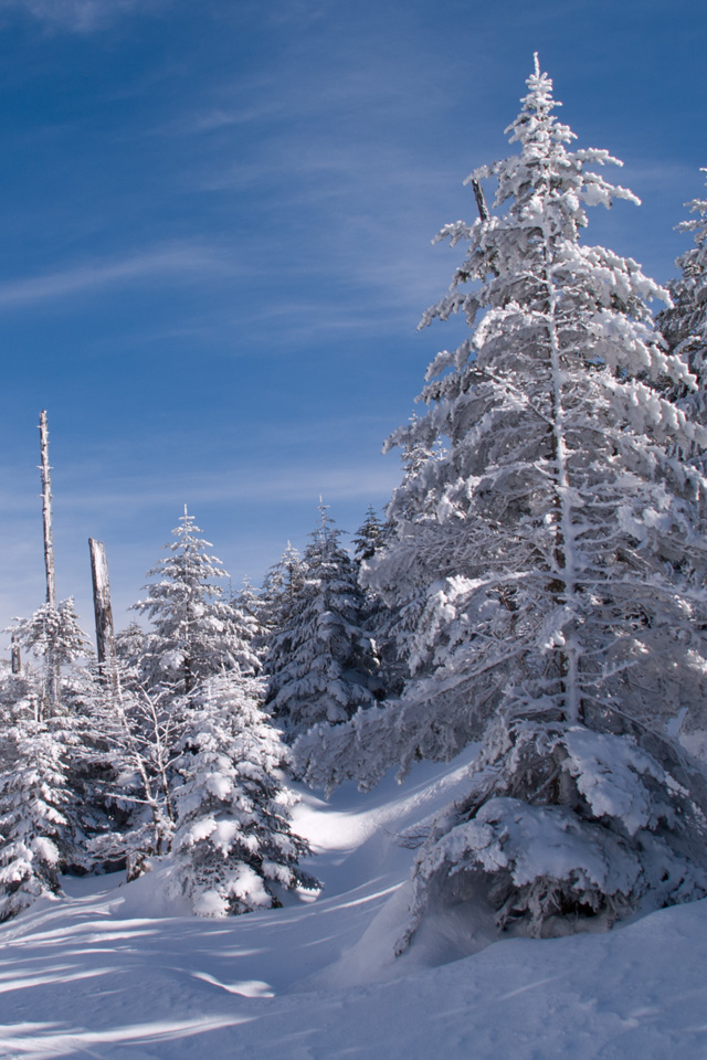 北八ヶ岳　縞枯山荘付近　雪景色（北八ヶ岳）　スマートフォン壁紙