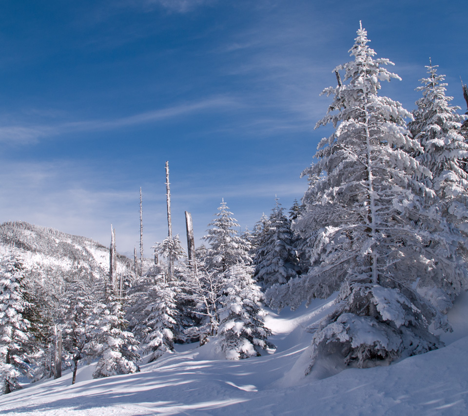 北八ヶ岳　縞枯山荘付近　雪景色（北八ヶ岳）　スマートフォン壁紙