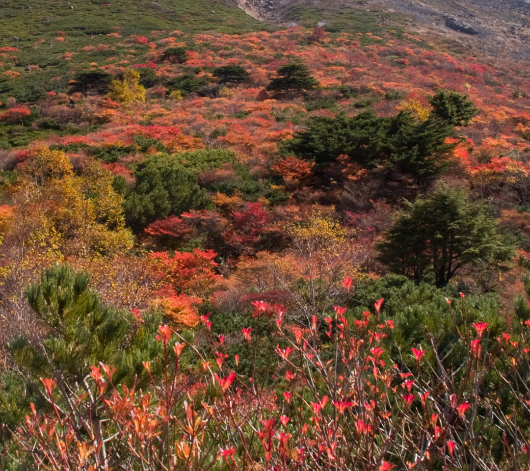 栃木県　那須岳（茶臼岳）　紅葉　スマートフォン壁紙