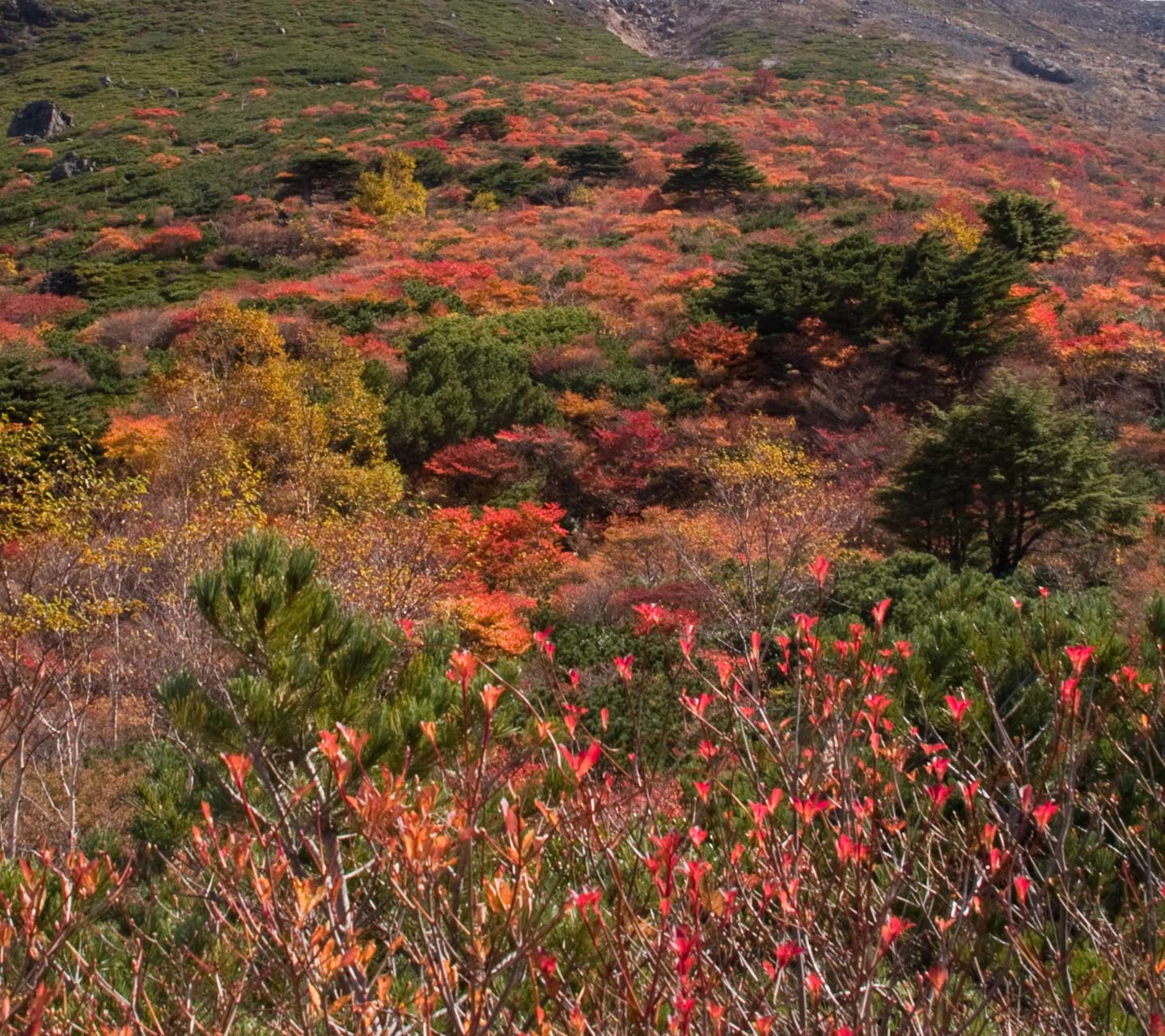 栃木県　那須岳（茶臼岳）　紅葉　スマートフォン壁紙