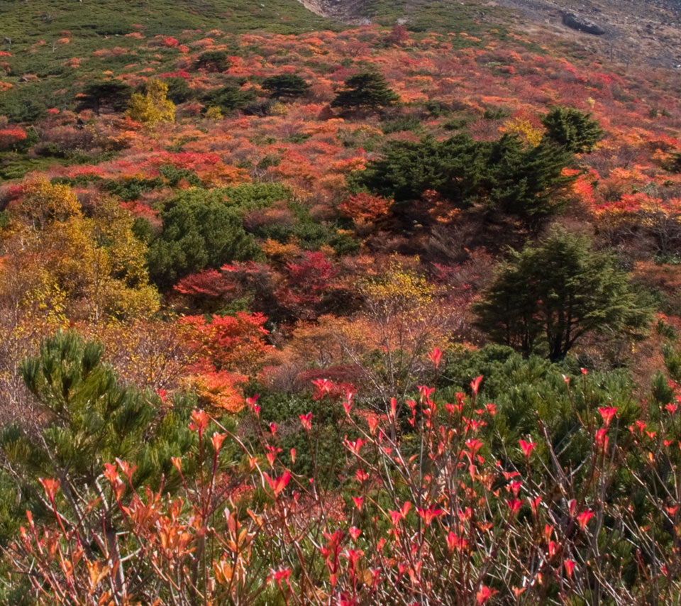 栃木県　那須岳（茶臼岳）　紅葉　スマートフォン壁紙