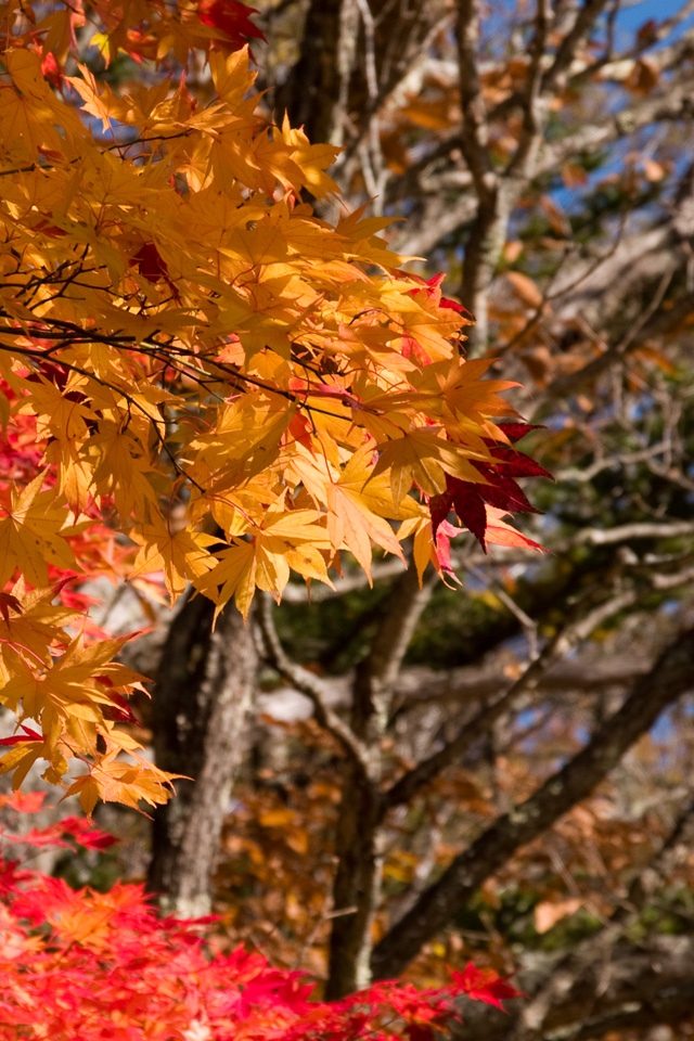 栃木県　奥日光　紅葉　スマートフォン壁紙