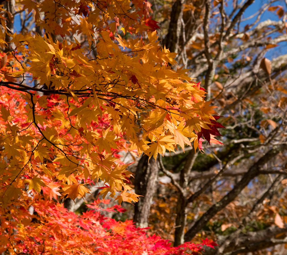 栃木県　奥日光　紅葉　スマートフォン壁紙