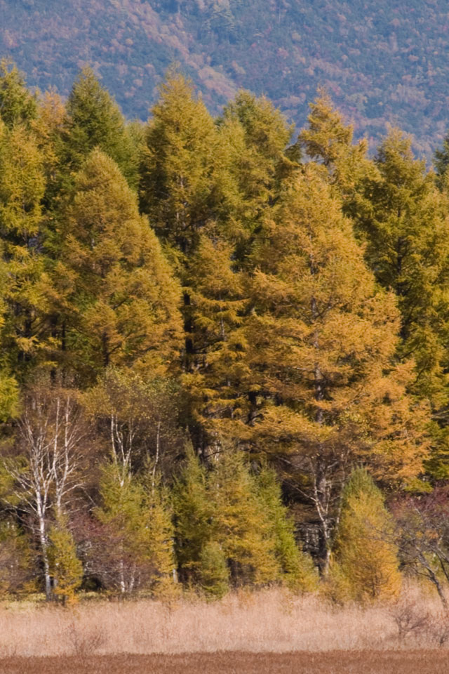 栃木県　奥日光　紅葉　スマートフォン壁紙