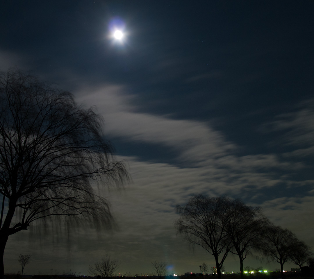 月夜の樹木　月夜　スマートフォン壁紙