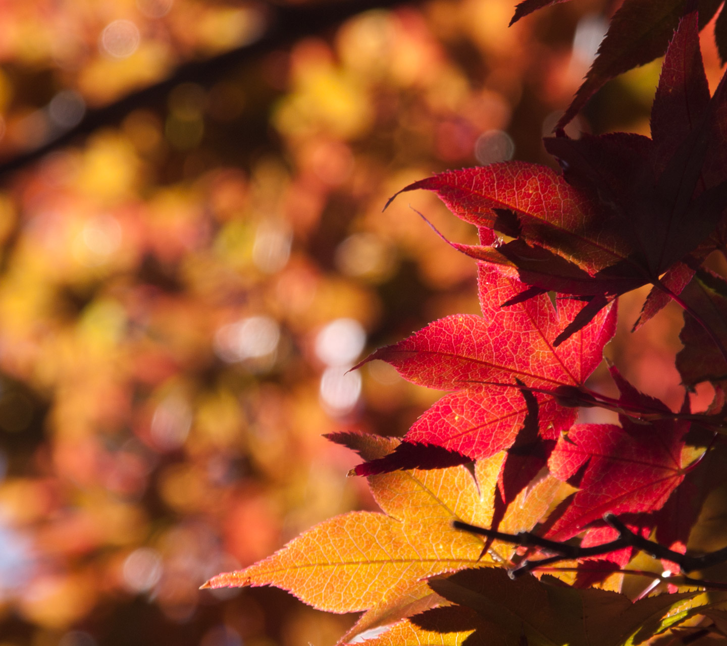 福岡県　英彦山（ひこさん）　紅葉　スマートフォン壁紙