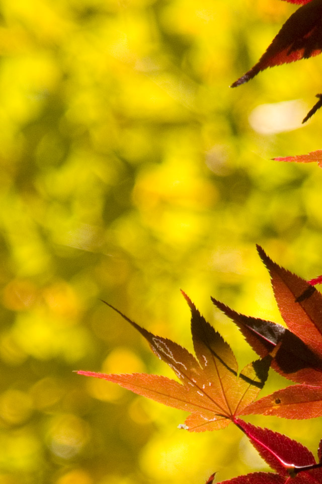 秋の山　シンプル画像　スマートフォン壁紙