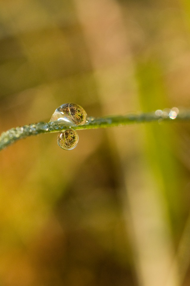 晩秋の草むら　水滴　スマートフォン壁紙