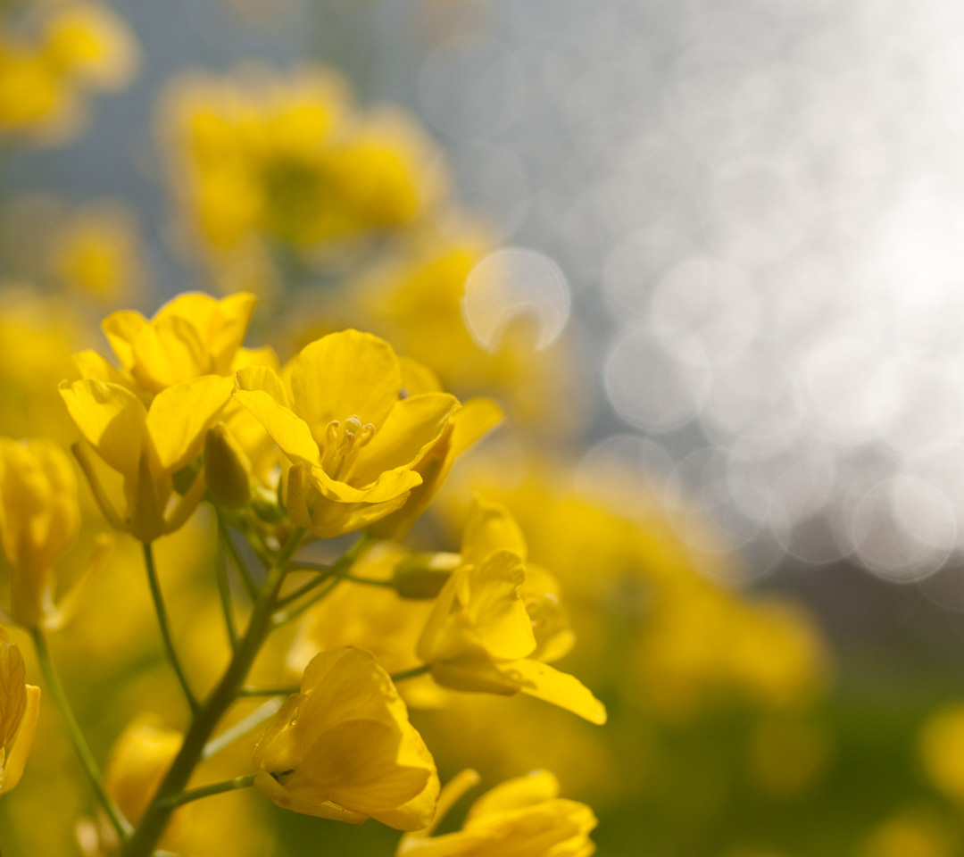 春の日差しに輝く水面と菜の花　花　スマートフォン壁紙