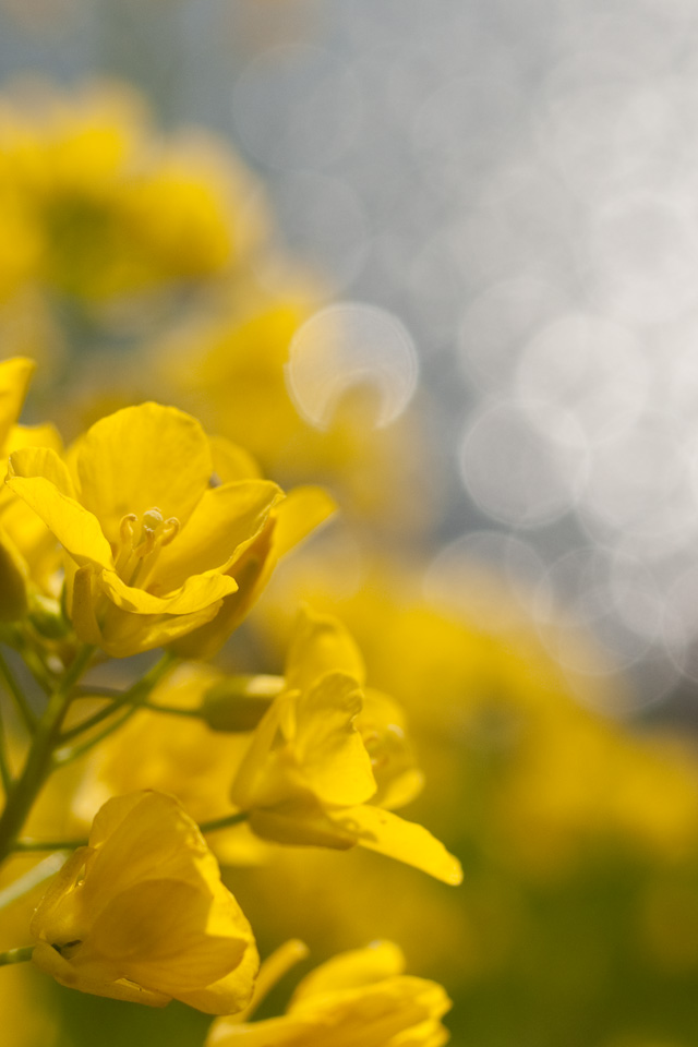 春の日差しに輝く水面と菜の花　花　スマートフォン壁紙