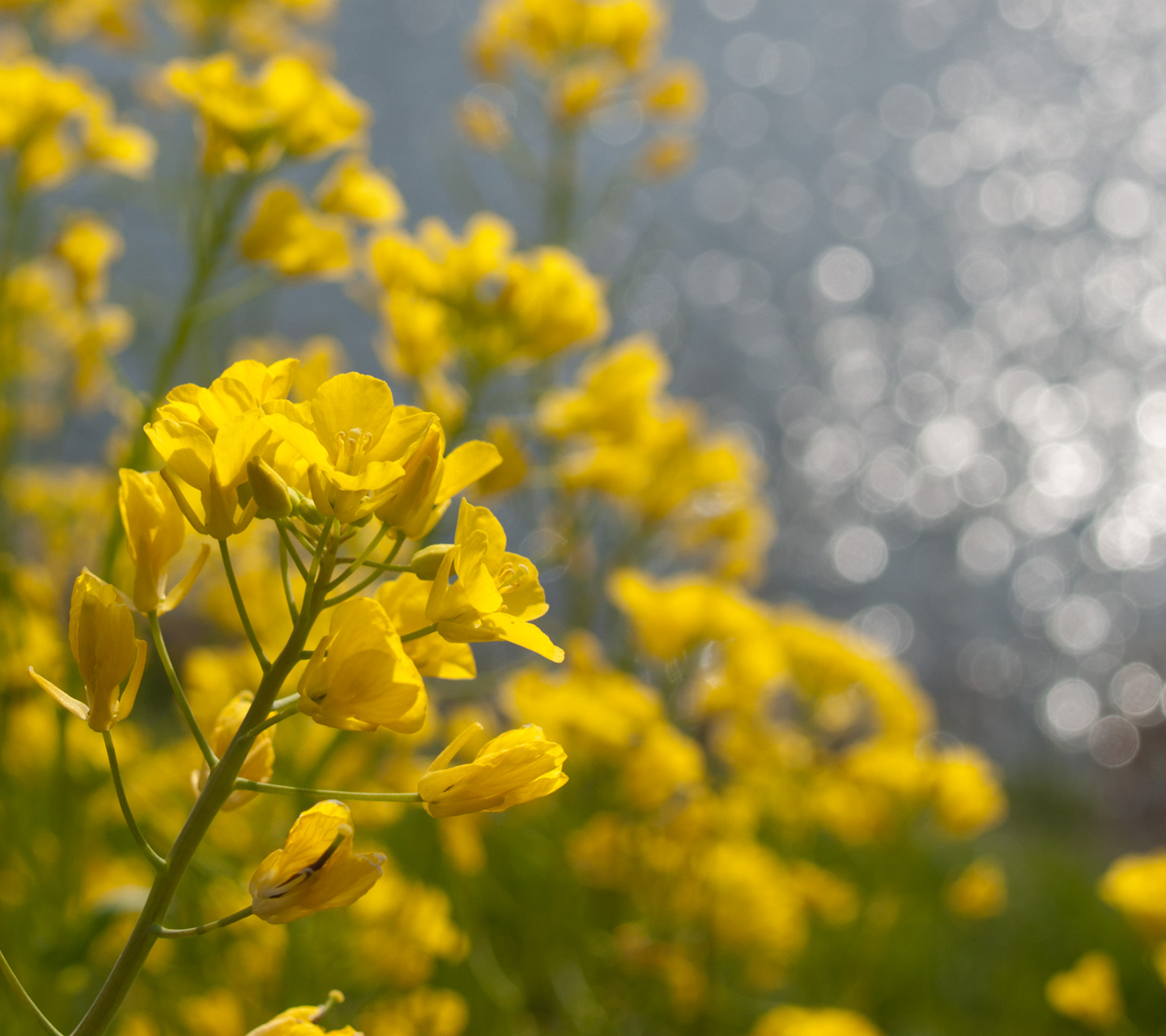 菜の花と春の日差しに輝く水面　春の景色　スマートフォン壁紙