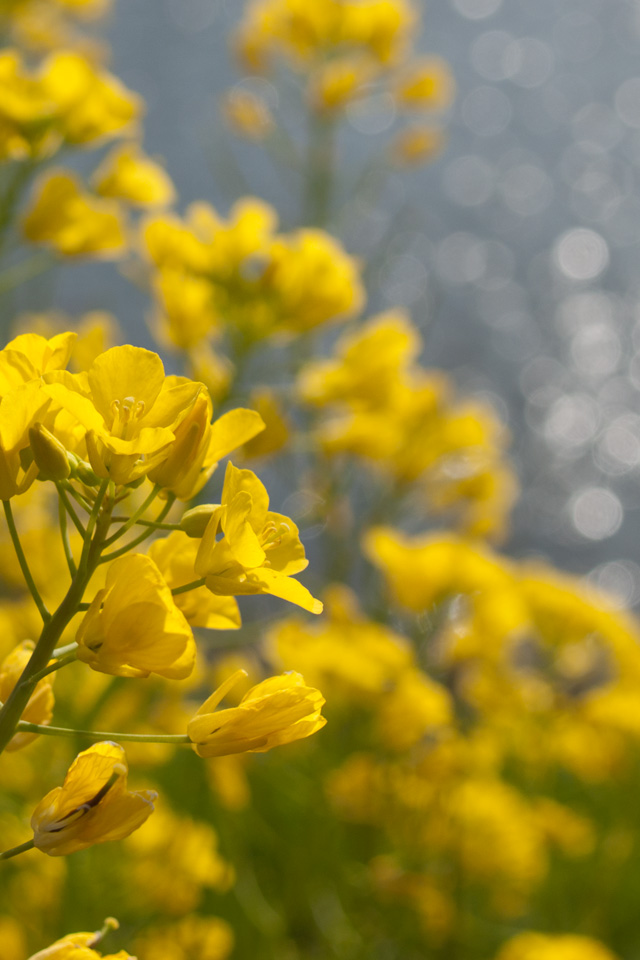 菜の花と春の日差しに輝く水面　春の景色　スマートフォン壁紙