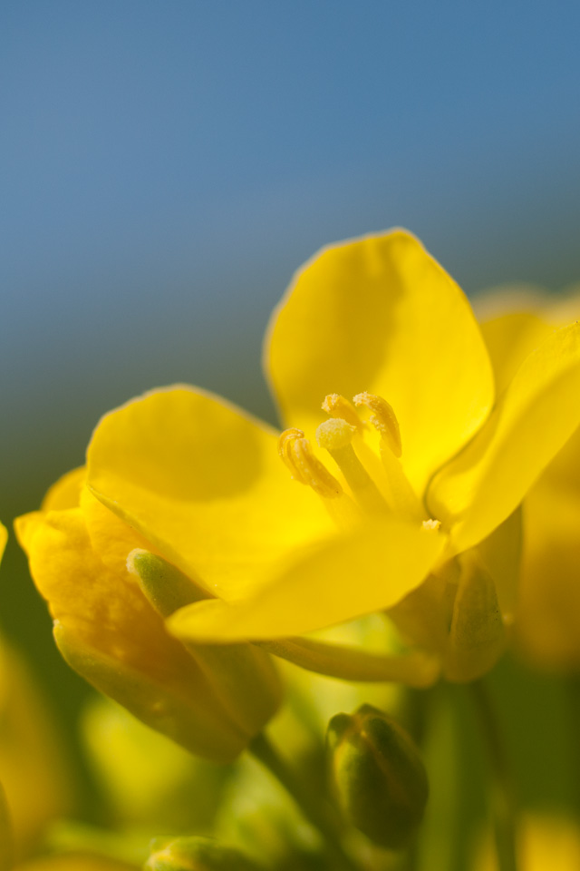 菜の花　花　スマートフォン壁紙