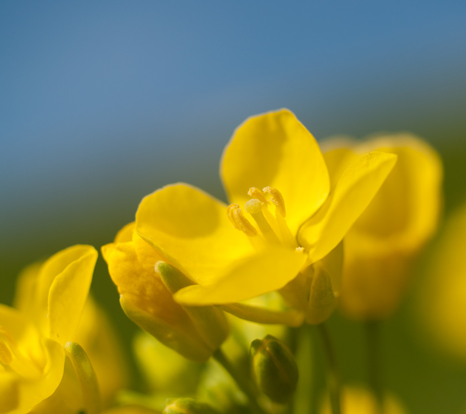 菜の花　花　スマートフォン壁紙