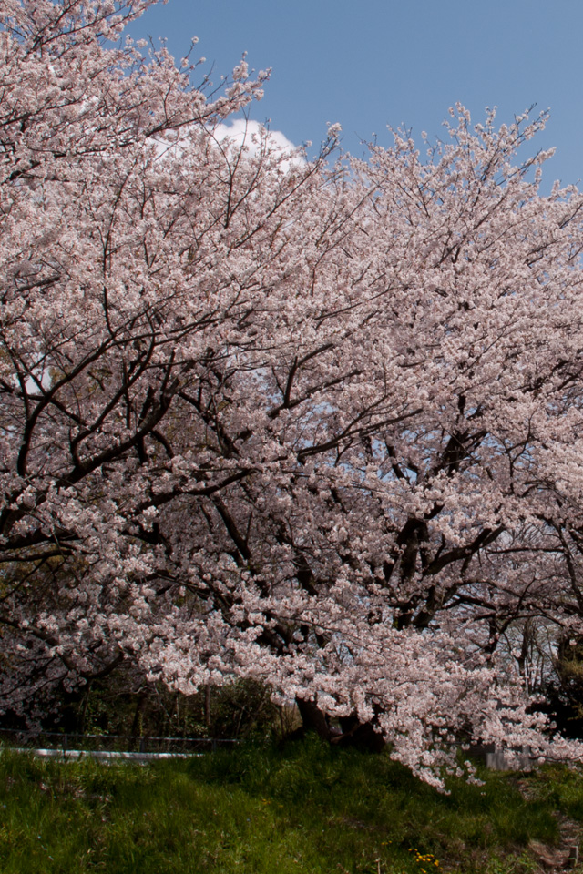 満開の桜　花　スマートフォン壁紙