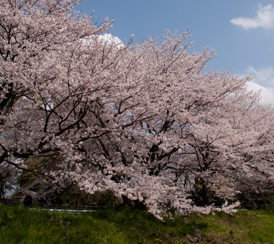 満開の桜　花　スマートフォン壁紙