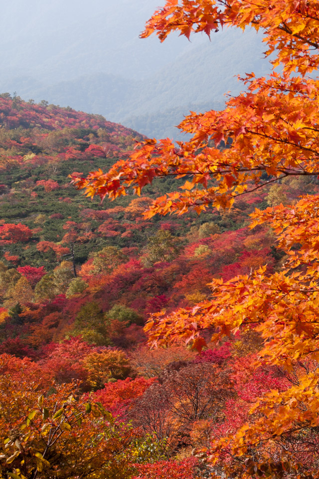 栃木県　那須岳（茶臼岳）　紅葉　スマートフォン壁紙