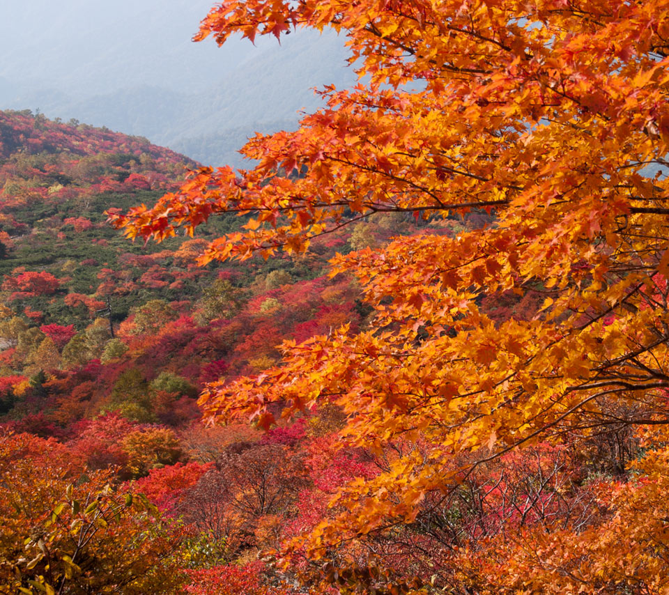 栃木県　那須岳（茶臼岳）　紅葉　スマートフォン壁紙