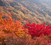 茶臼岳・姥ヶ平の紅葉　スマートフォン壁紙