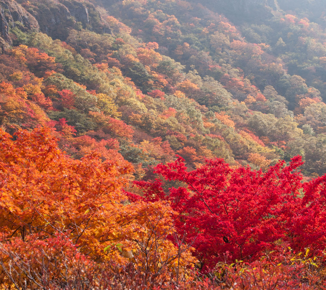 栃木県　那須岳（茶臼岳）　紅葉　スマートフォン壁紙