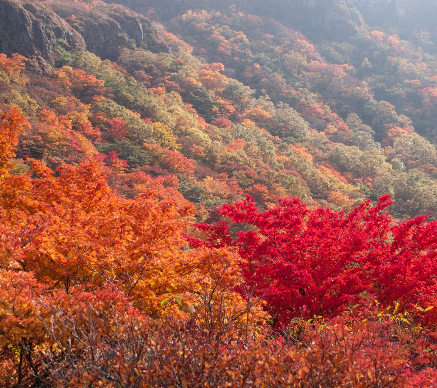 栃木県　那須岳（茶臼岳）　紅葉　スマートフォン壁紙