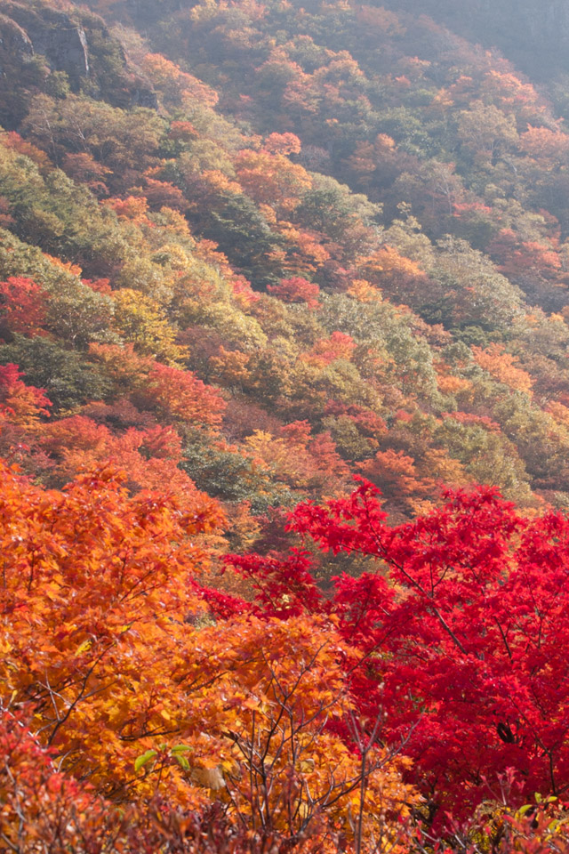 栃木県　那須岳（茶臼岳）　紅葉　スマートフォン壁紙