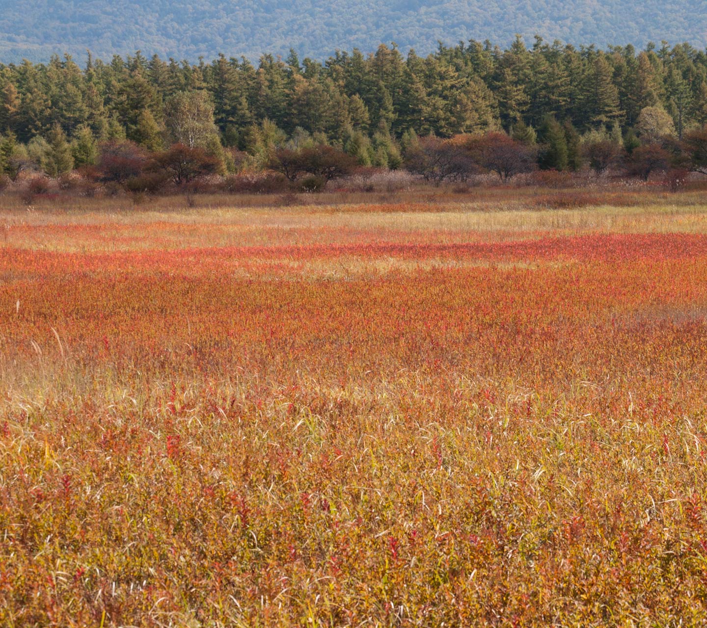 栃木県　奥日光　紅葉　スマートフォン壁紙