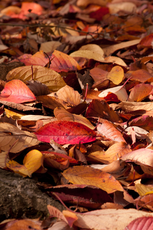 埼玉の里山　紅葉　スマートフォン壁紙