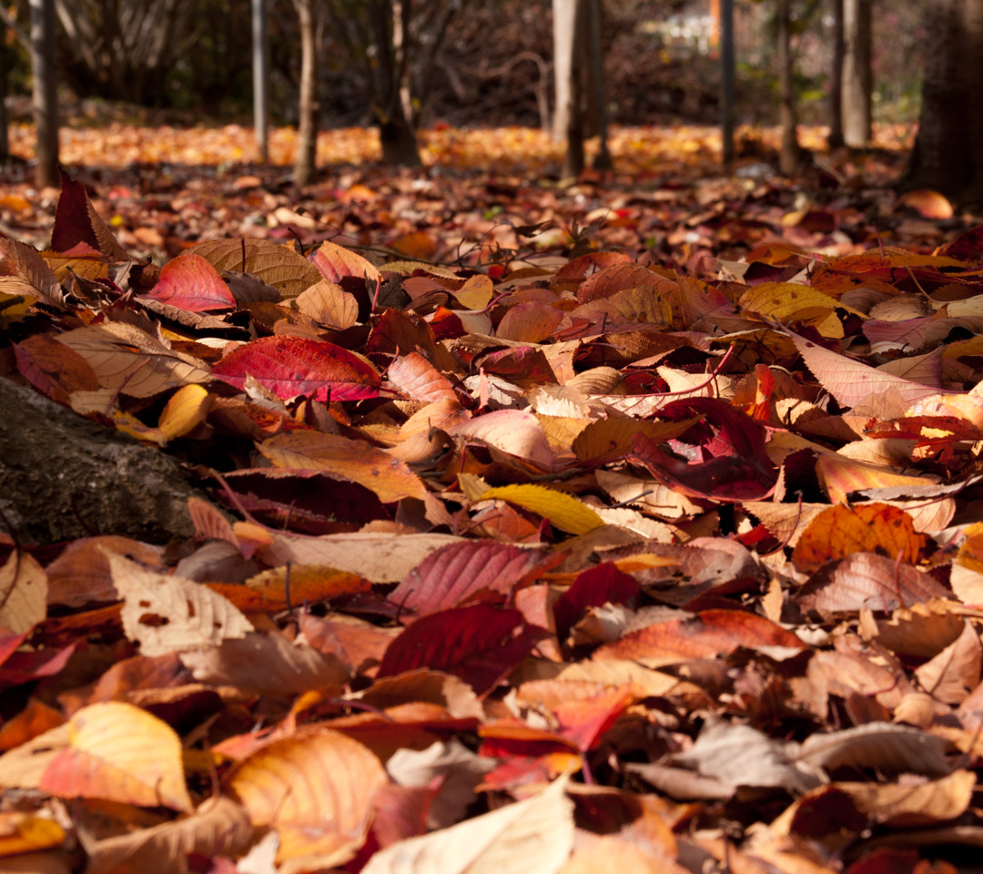 落ち葉　秋の景色　スマートフォン壁紙