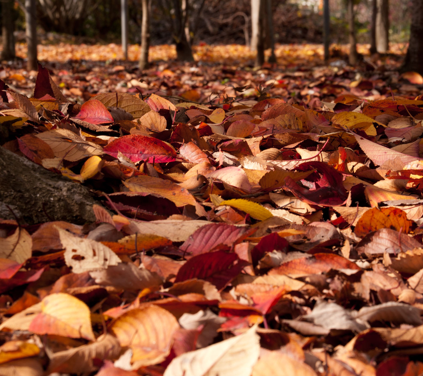 落ち葉　秋の景色　スマートフォン壁紙