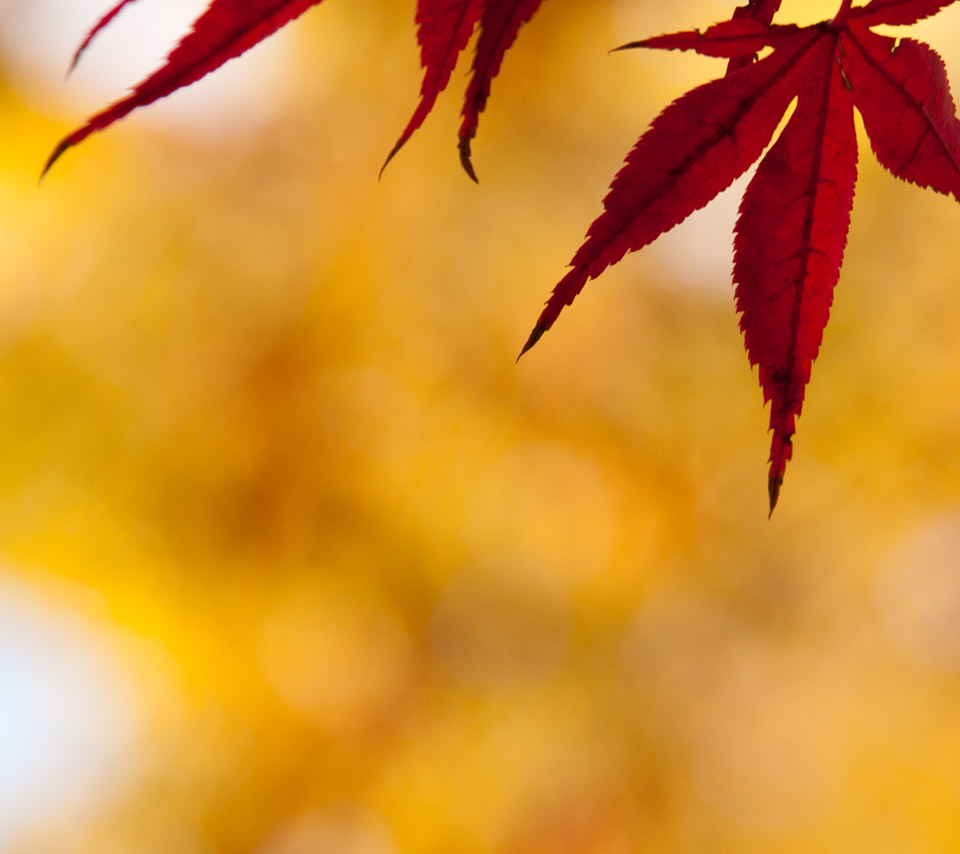 もみじ　秋の景色　スマートフォン壁紙