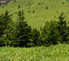 笹と針葉樹の緑　自然の緑のスマートフォン壁紙