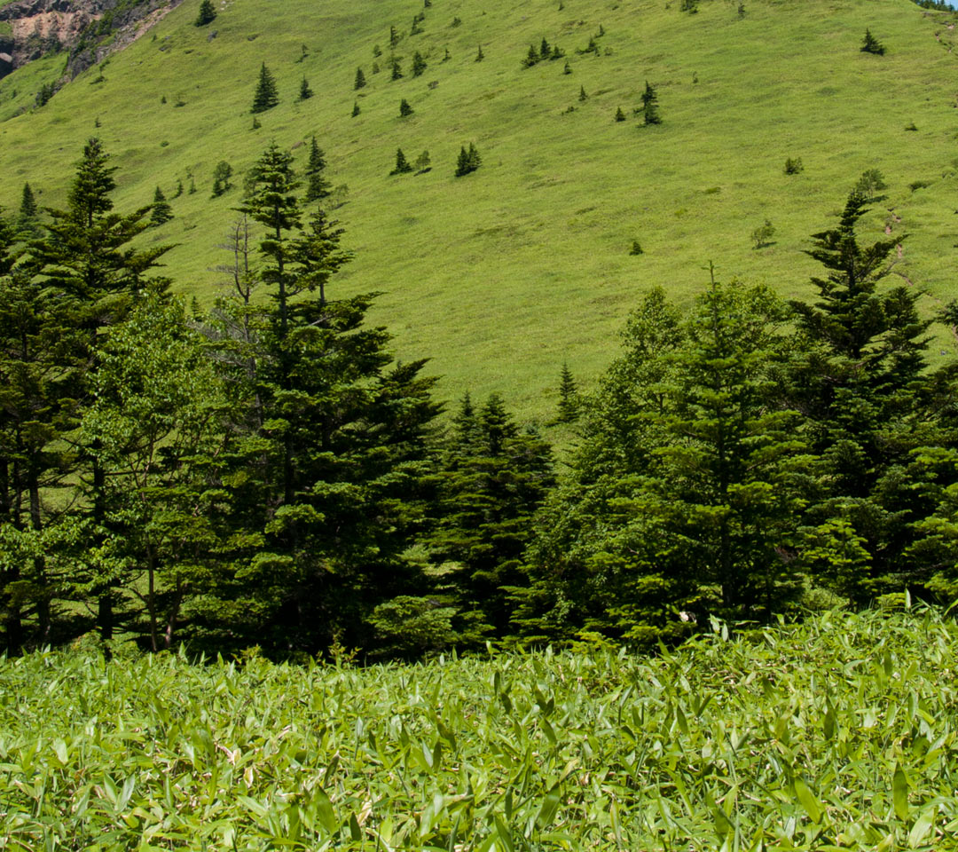 笹と針葉樹の緑　自然の緑　スマートフォン壁紙